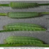 mel russiae larva3 volg